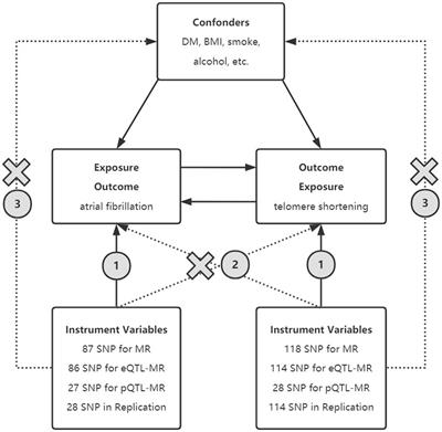 Causal relationship between atrial fibrillation and leukocyte telomere length: A two sample, bidirectional Mendelian randomization study